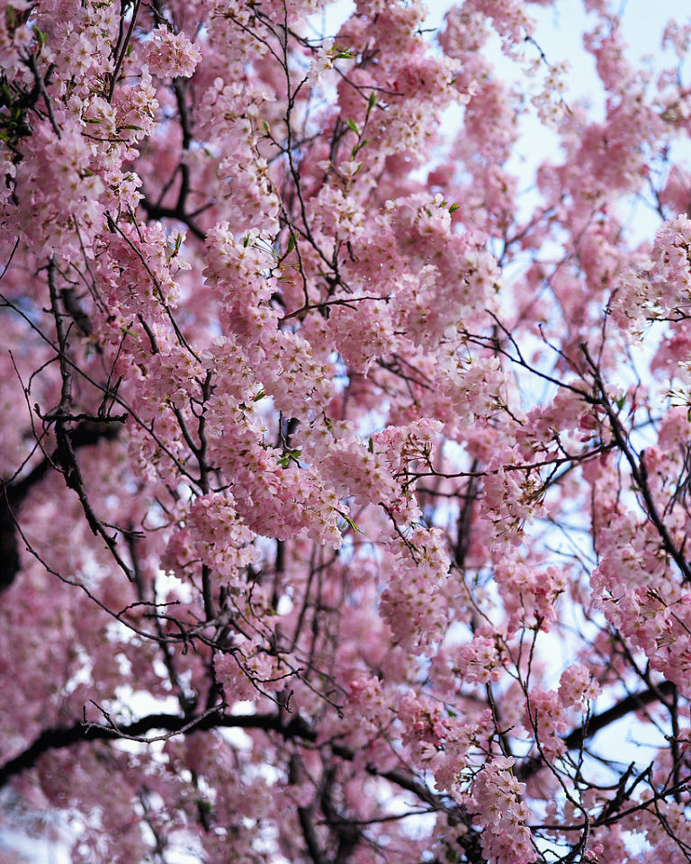 Spring Cherry Blossom trees